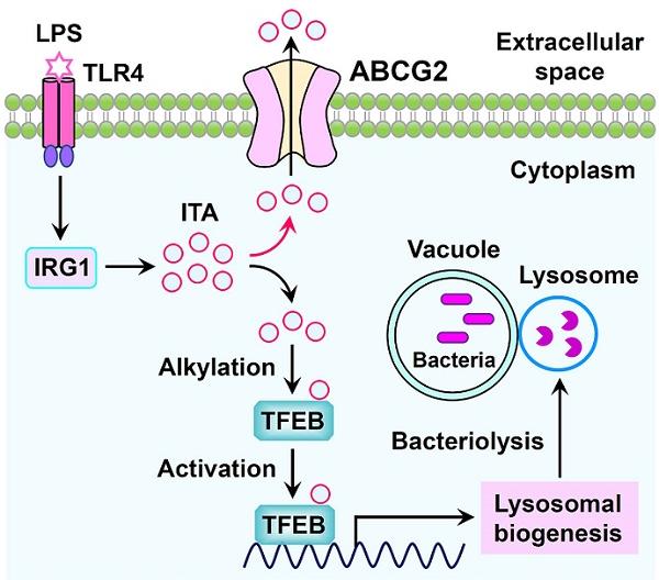 研究揭示转运蛋白ABCG2通过外排衣康酸抑制巨噬细胞抗菌天然免疫