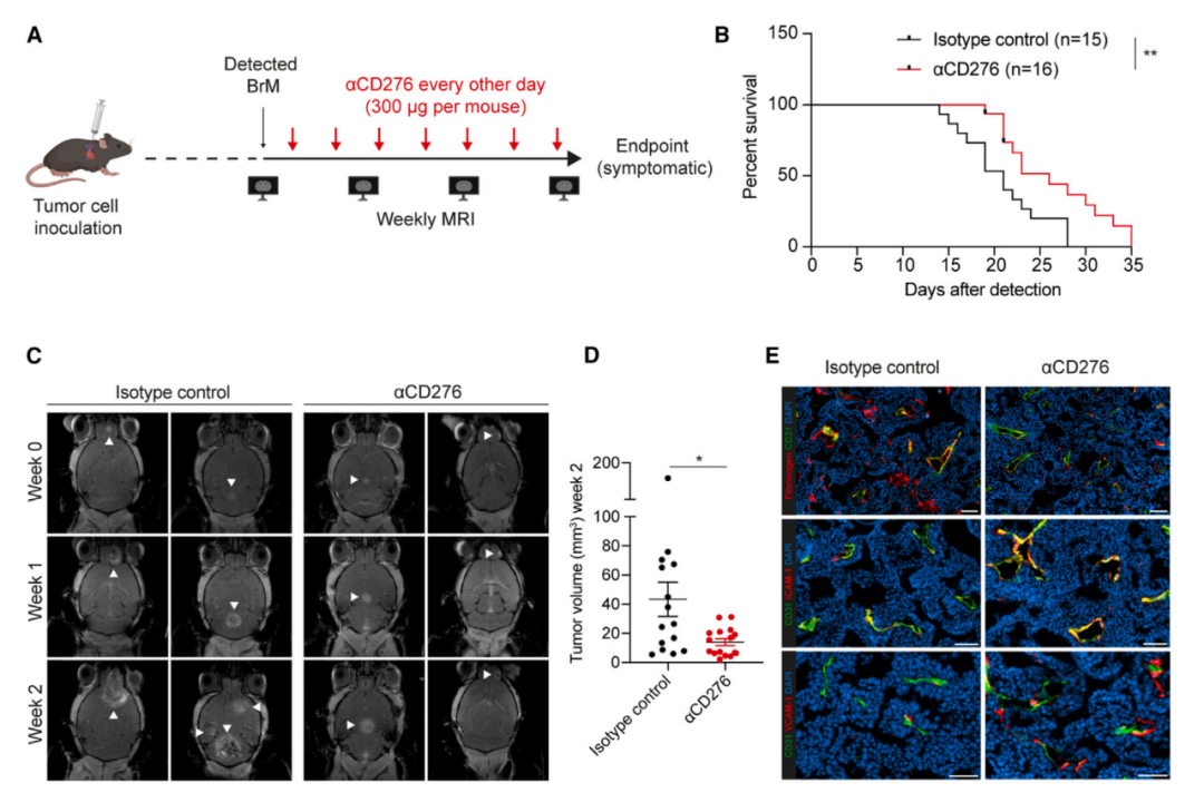 Cancer Cell：脑转移癌症治疗新靶点——CD276